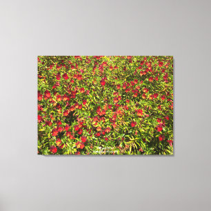 A Blooming California: Mimulus 'Red' Canvas Print