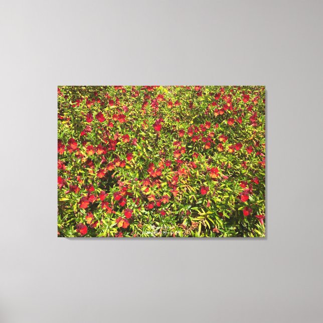 A Blooming California: Mimulus 'Red' Canvas Print (Front)