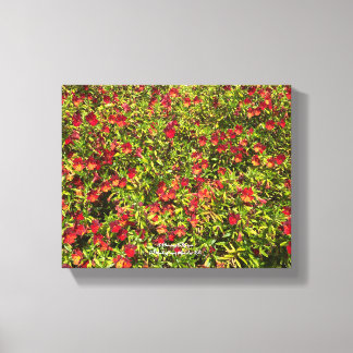 A Blooming California: Mimulus 'Red' Canvas Print