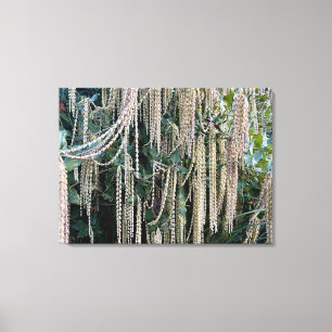 A Blooming California: Silk Tassels Canvas Print