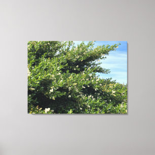 A Blooming California: Snow Flurry Canvas Print
