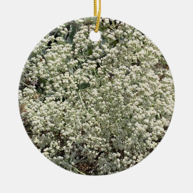 A Blooming California: St. Catherine's Lace Ceramic Ornament (Front)