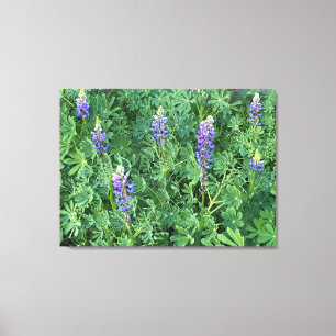 A Blooming California: Succulent Lupine Canvas Print