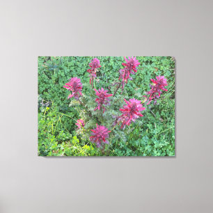 A Blooming California: Warrior’s Plume Canvas Print