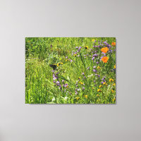 A Blooming California: Wildflowers