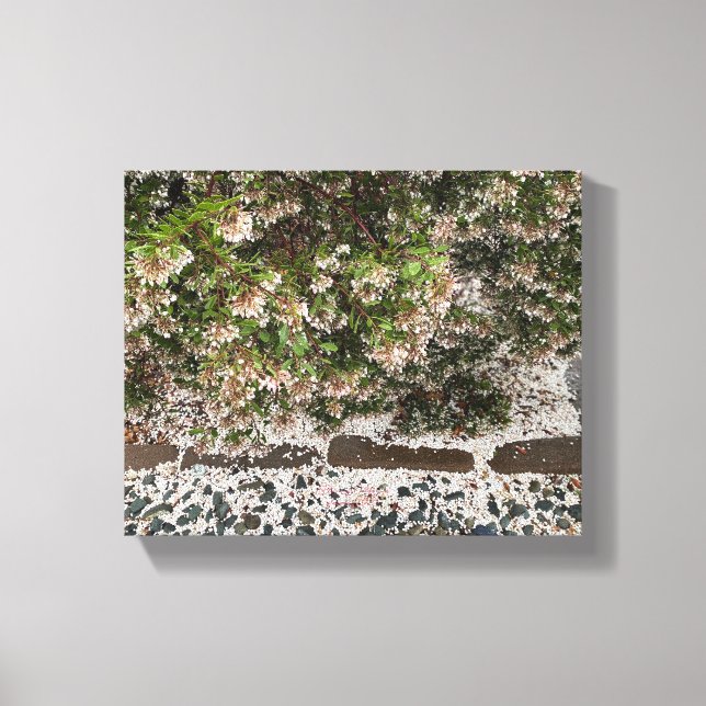 A Blooming Canvas: Manzanita Canvas Print (Front)