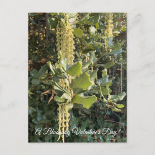 A Blooming Valentine's Day!  Postcard