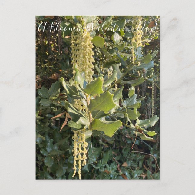 A Blooming Valentine's Day! Postcard (Front)