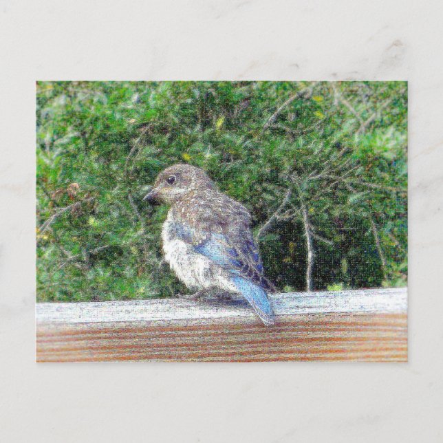 A Blue Bird Postcard (Front)