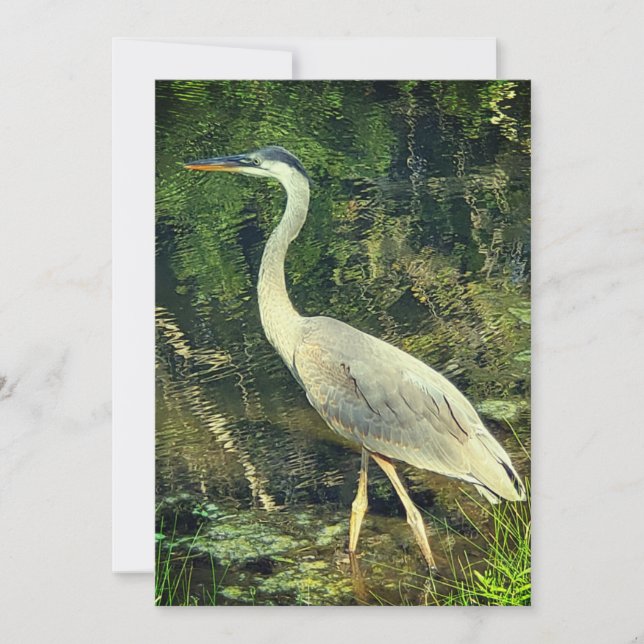 A blue heron (Front)