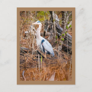 A blue heron art postcard