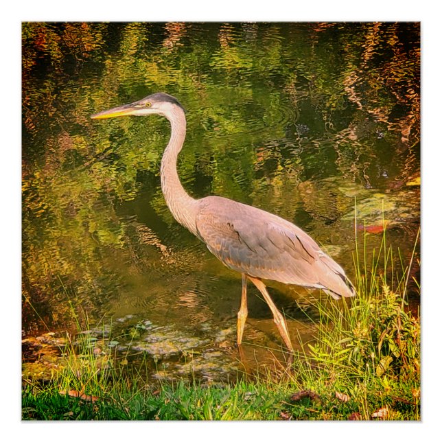 A blue heron poster (Front)