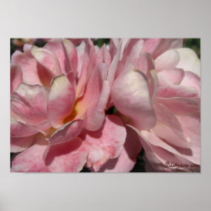 A Blush of Peach on Pink Rose Poster