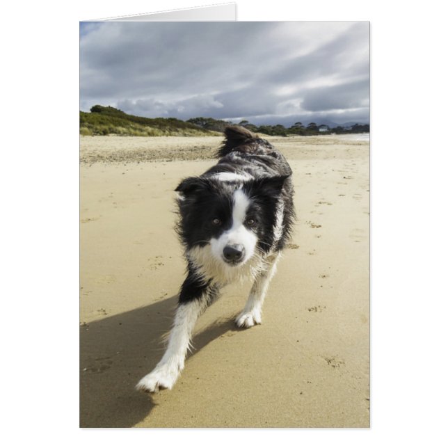 A Border Collie Dog Running (Devant)