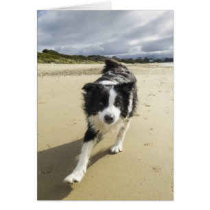 A Border Collie Dog Running On The Beach
