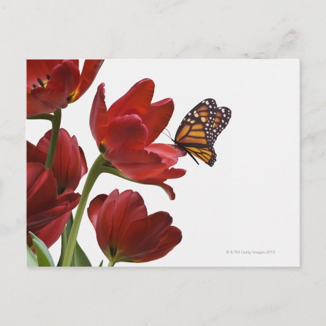 a bouquet of red tulips is visited by a monarch postcard (Front)