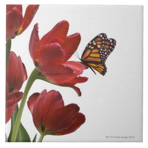 a bouquet of red tulips is visited by a monarch tile