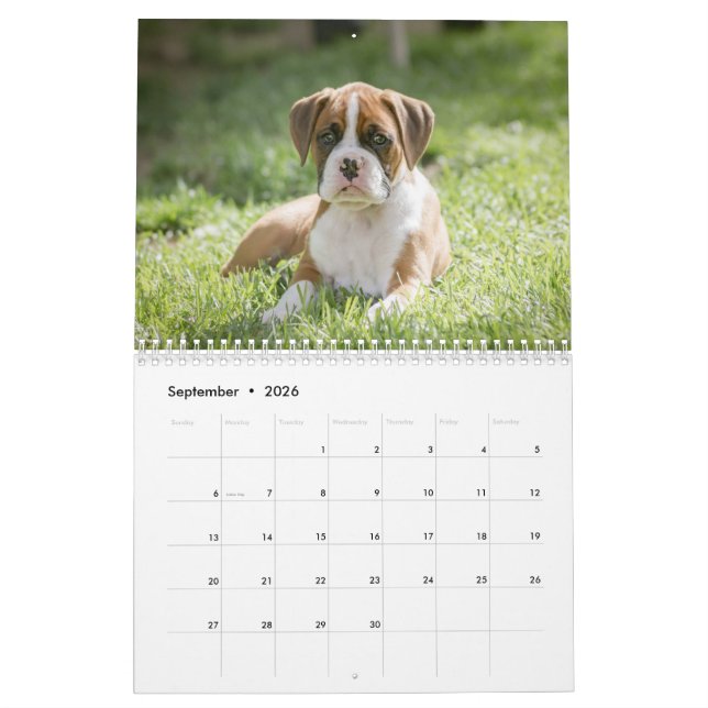 A Boxer Dog's Life - Cute Boxer Puppies Calendar (Sep 2026)