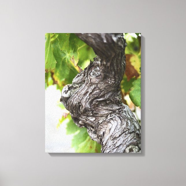 A branch of a very old vine with gnarled canvas print (Front)