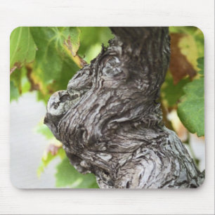 A branch of a very old vine with gnarled mouse pad