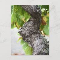 A branch of a very old vine with gnarled
