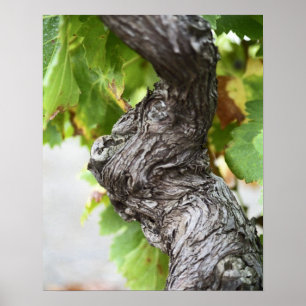 A branch of a very old vine with gnarled poster