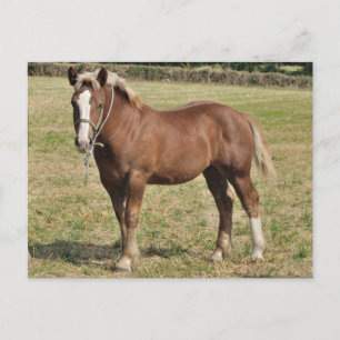 A Breton foal in France Postcard