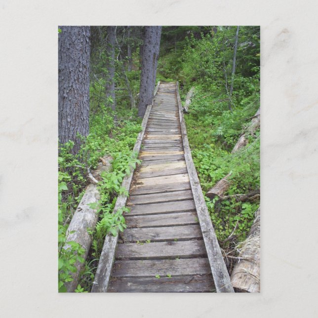 A bridge in the woods postcard (Front)