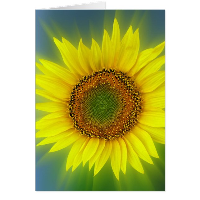 a bright sunflower (Front)