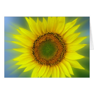 a bright sunflower