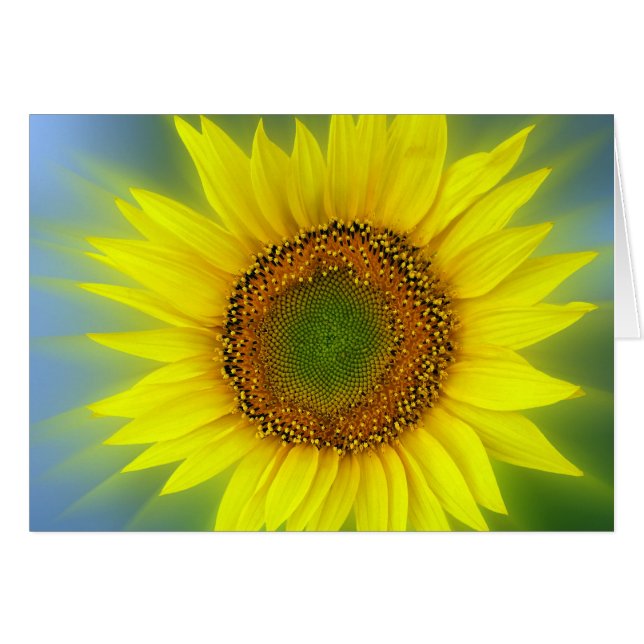 a bright sunflower (Front Horizontal)