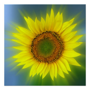 a bright sunflower poster