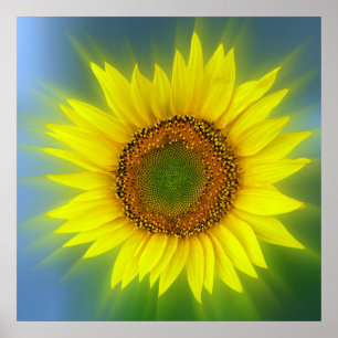 a bright sunflower poster