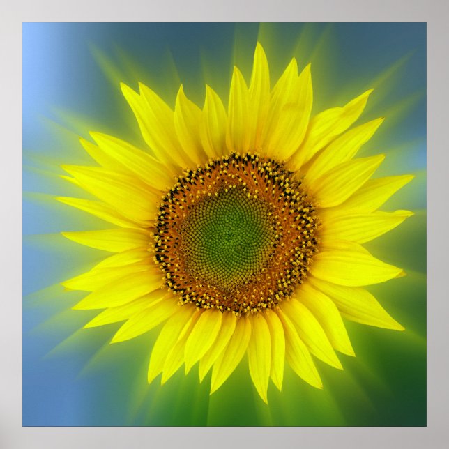 a bright sunflower poster (Front)