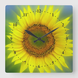a bright sunflower square wall clock
