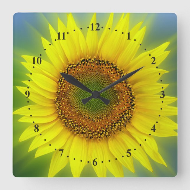 a bright sunflower square wall clock (Front)