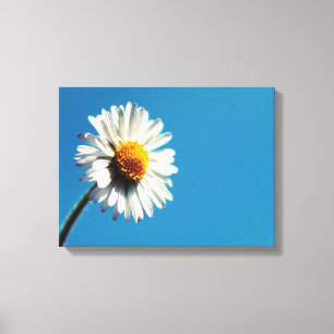 A Bright White Daisy under a Big Blue Sky Canvas Print