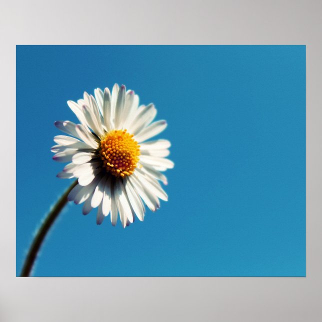 A Bright White Daisy under a Big Blue Sky Poster (Front)