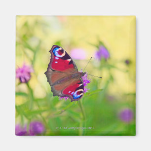 A brightly coloured Peacock butterfly is Magnet