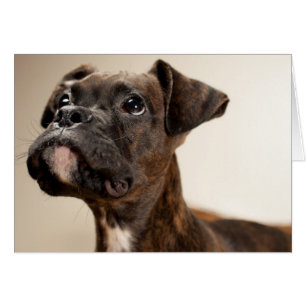 A Brindle Boxer puppy looking up curiously.