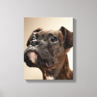A Brindle Boxer puppy looking up curiously.