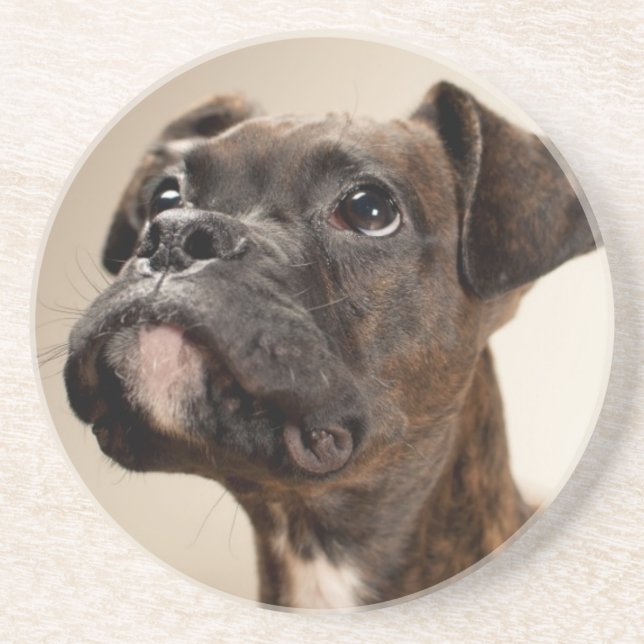 A Brindle Boxer puppy looking up curiously. Coaster (Front)