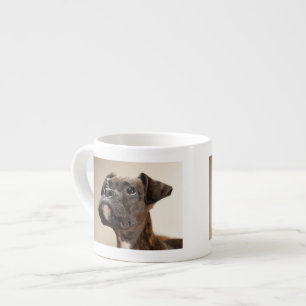 A Brindle Boxer puppy looking up curiously. Espresso Cup