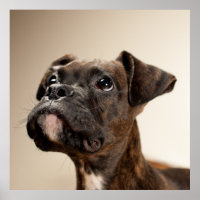 A Brindle Boxer puppy looking up curiously.