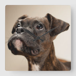 A Brindle Boxer puppy looking up curiously. Square Wall Clock