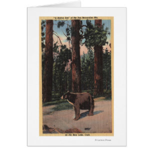 A Brown Bear in the Woods