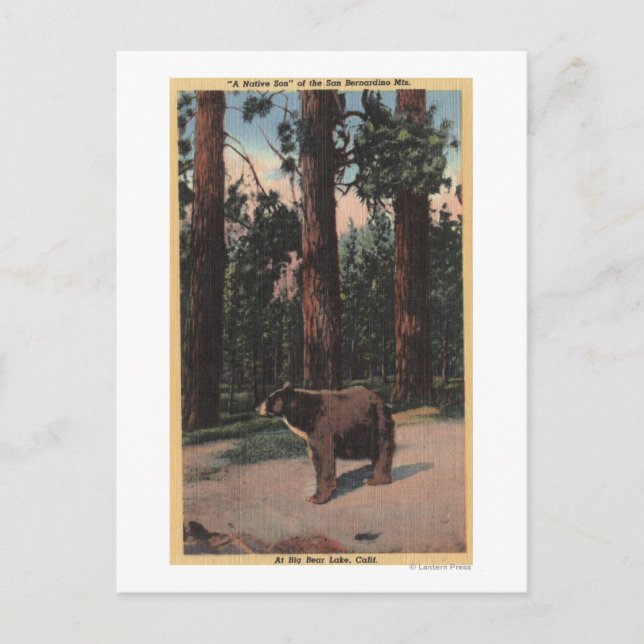 A Brown Bear in the Woods Postcard (Front)