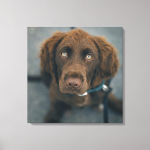 A brown dog. canvas print
