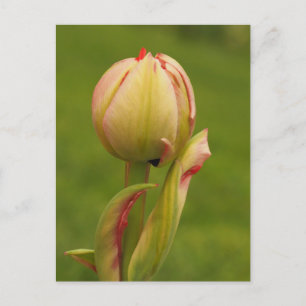 A budding tulip holiday postcard