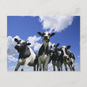 A bugs eye view of four young calves postcard